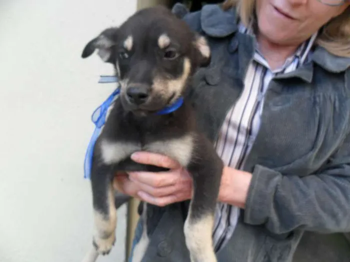 Cachorro ra a SRD idade 2 a 6 meses nome fILHOTE