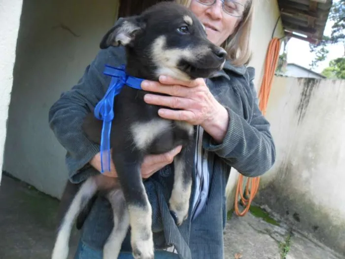 Cachorro ra a SRD idade 2 a 6 meses nome fILHOTE