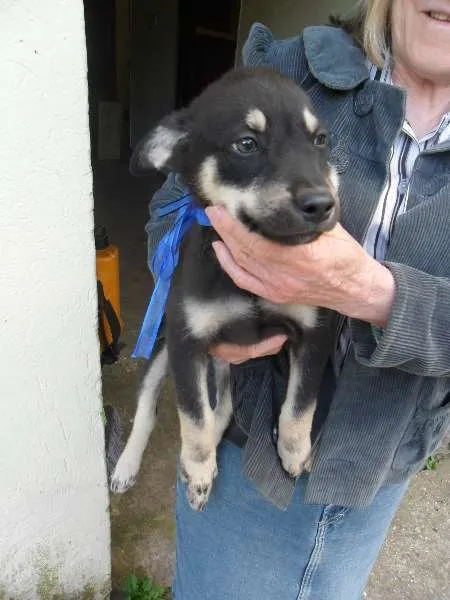 Cachorro ra a SRD idade 2 a 6 meses nome fILHOTE