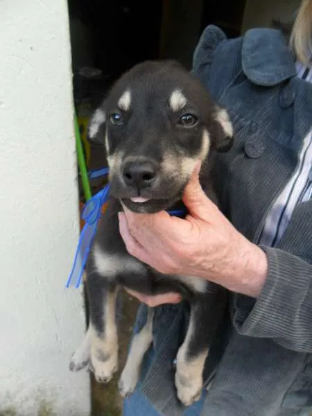 Cachorro ra a SRD idade 2 a 6 meses nome fILHOTE