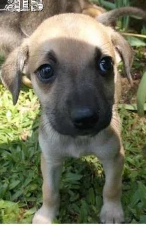 Cachorro raça SRD idade 2 a 6 meses nome Laís