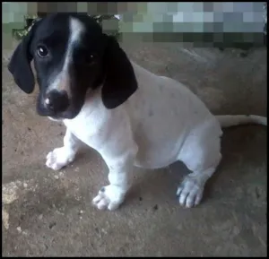 Cachorro raça  idade 2 a 6 meses nome Ainda nao tem