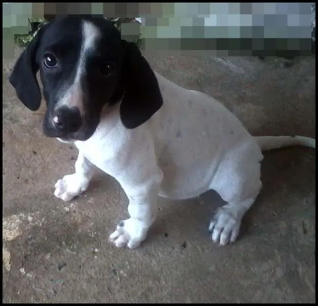 Cachorro ra a idade 2 a 6 meses nome Ainda nao tem