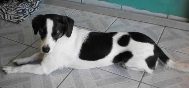 Cachorro ra a Parecido com o Foxhound Inglês idade 6 ou mais anos nome Céli