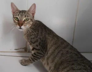 Gato raça srd idade 7 a 11 meses nome Kinder