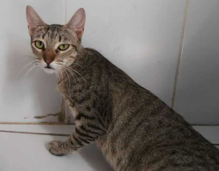 Gato ra a srd idade 7 a 11 meses nome Kinder