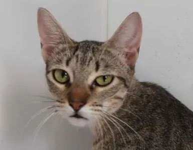 Gato ra a srd idade 7 a 11 meses nome Kinder