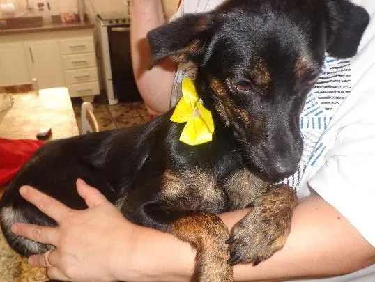 Cachorro raça SRD idade 7 a 11 meses nome Docinho