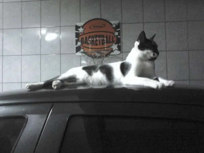 Gato ra a SRD idade 1 ano nome Romeu