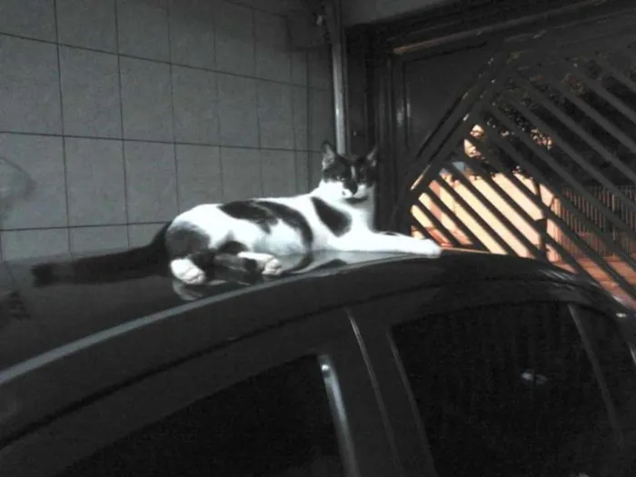Gato ra a SRD idade 1 ano nome Romeu