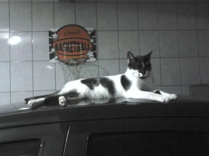 Gato ra a SRD idade 1 ano nome Romeu