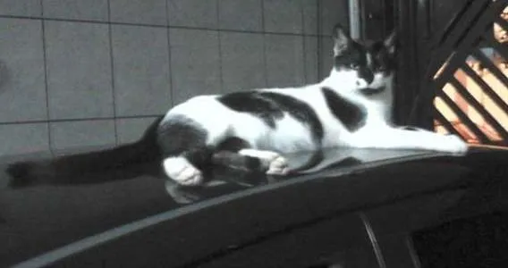 Gato ra a SRD idade 1 ano nome Romeu