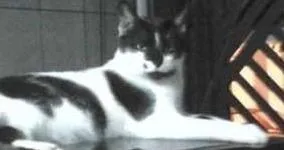 Gato ra a SRD idade 1 ano nome Romeu