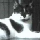 Gato raça SRD idade 1 ano nome Romeu