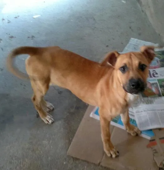 Cachorro ra a SRD idade 2 a 6 meses nome Bellinha