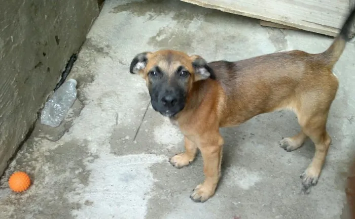 Cachorro ra a SRD idade 2 a 6 meses nome Tito