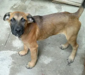 Cachorro raça SRD idade 2 a 6 meses nome Tito