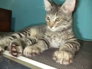 Gato raça SRD idade 2 a 6 meses nome Pablo