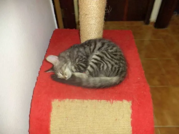 Gato ra a SRD idade 2 a 6 meses nome Pablo