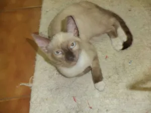 Gato raça Mestiço siamês idade 2 a 6 meses nome Tablito