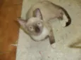 Tablito