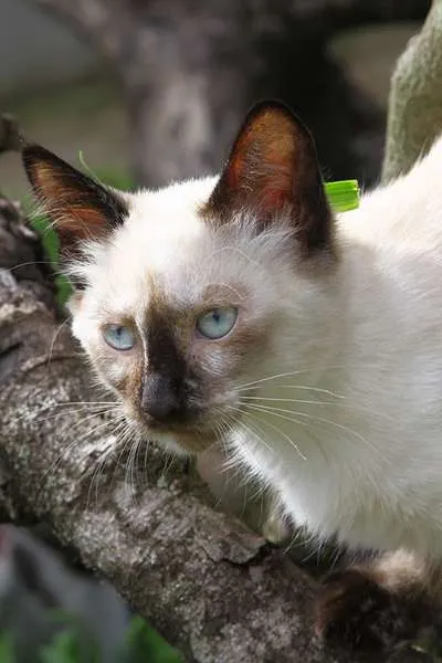 Gato ra a Mestiça siamês idade 2 a 6 meses nome Laka