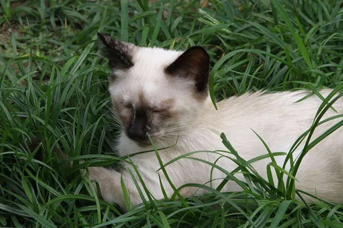 Gato ra a Mestiça siamês idade 2 a 6 meses nome Laka
