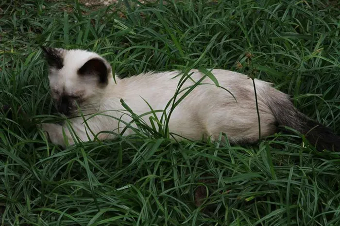 Gato ra a Mestiça siamês idade 2 a 6 meses nome Laka