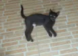 Cacau