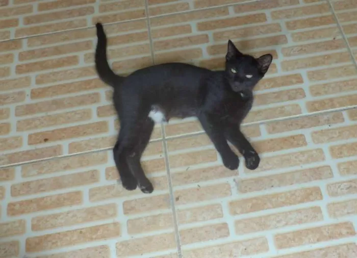 Gato ra a SRD idade 2 a 6 meses nome Cacau