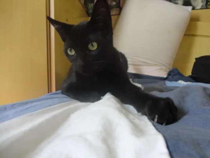 Gato ra a SRD idade 2 a 6 meses nome Flicker