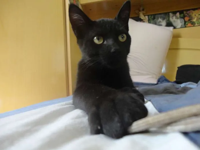 Gato ra a SRD idade 2 a 6 meses nome Flicker