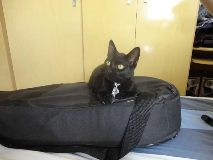 Gato ra a SRD idade 2 a 6 meses nome Flicker