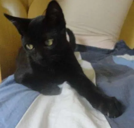 Gato ra a SRD idade 2 a 6 meses nome Flicker