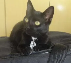 Gato raça SRD idade 2 a 6 meses nome Flicker