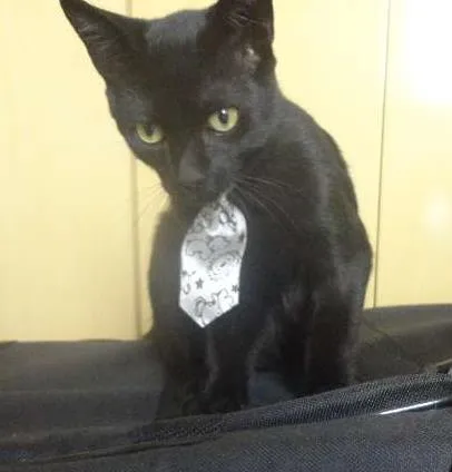 Gato ra a SRD idade 2 a 6 meses nome Flicker