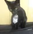 Flicker