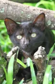 Cacau
