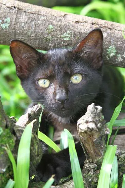 Gato ra a SRD idade 2 a 6 meses nome Cacau