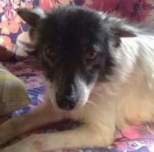 Cachorro ra a SRD idade 6 ou mais anos nome FLOR