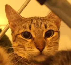 Gato raça srd idade 7 a 11 meses nome Kinder