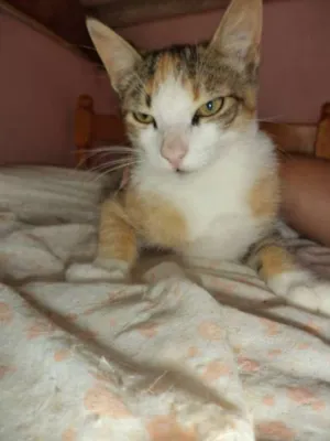Gato raça SRD idade 1 ano nome Chococrisps