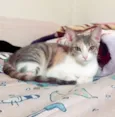 Penélope