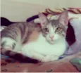 Penélope