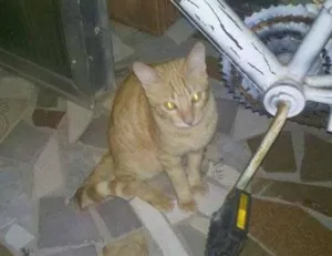 Gato raça  idade 2 a 6 meses nome Vários