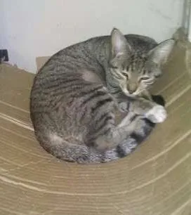 Gato raça  idade 2 a 6 meses nome Vários