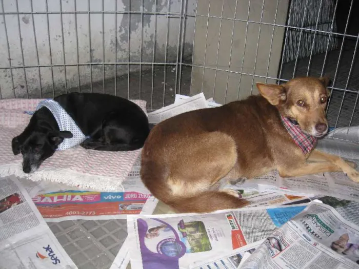 Cachorro ra a SRD idade 6 ou mais anos nome Chiquinha e Bacurinha