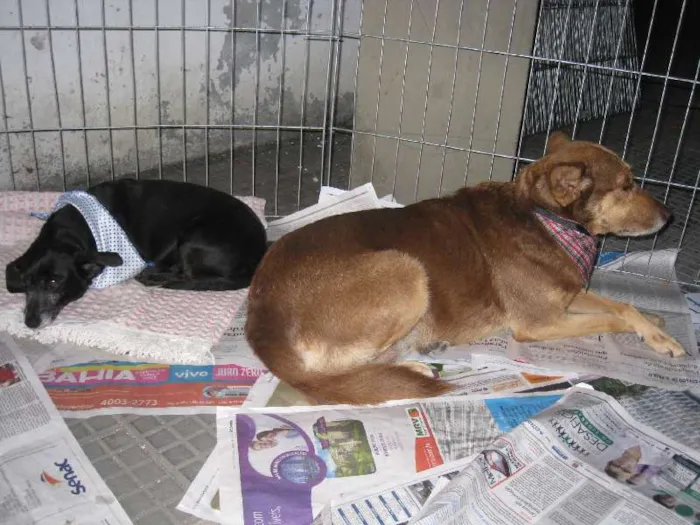 Cachorro ra a SRD idade 6 ou mais anos nome Chiquinha e Bacurinha