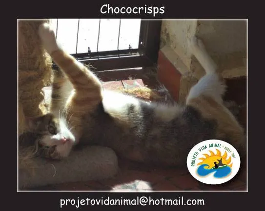 Gato ra a SRD idade 1 ano nome Chococrisps