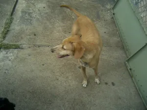 Cachorro raça SRD idade 4 anos nome Mel e Neguinha